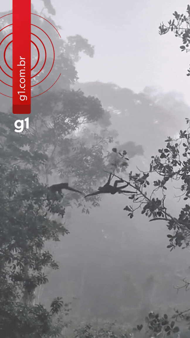 VÍDEO: macaco usa rabo como ponte entre árvores para travessia de companheiros em MT