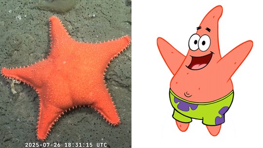 'É o Patrick': estrela-do-mar com 'bumbum' surpreende cientistas no fundo do mar na Argentina - Criatura foi flagrada a mais de mil metros de profundidade durante transmissão ao vivo de uma expedição científica no Atlântico Sul. Missão também investiga espécies ameaçadas, lixo marinho e impactos das mudanças climáticas.