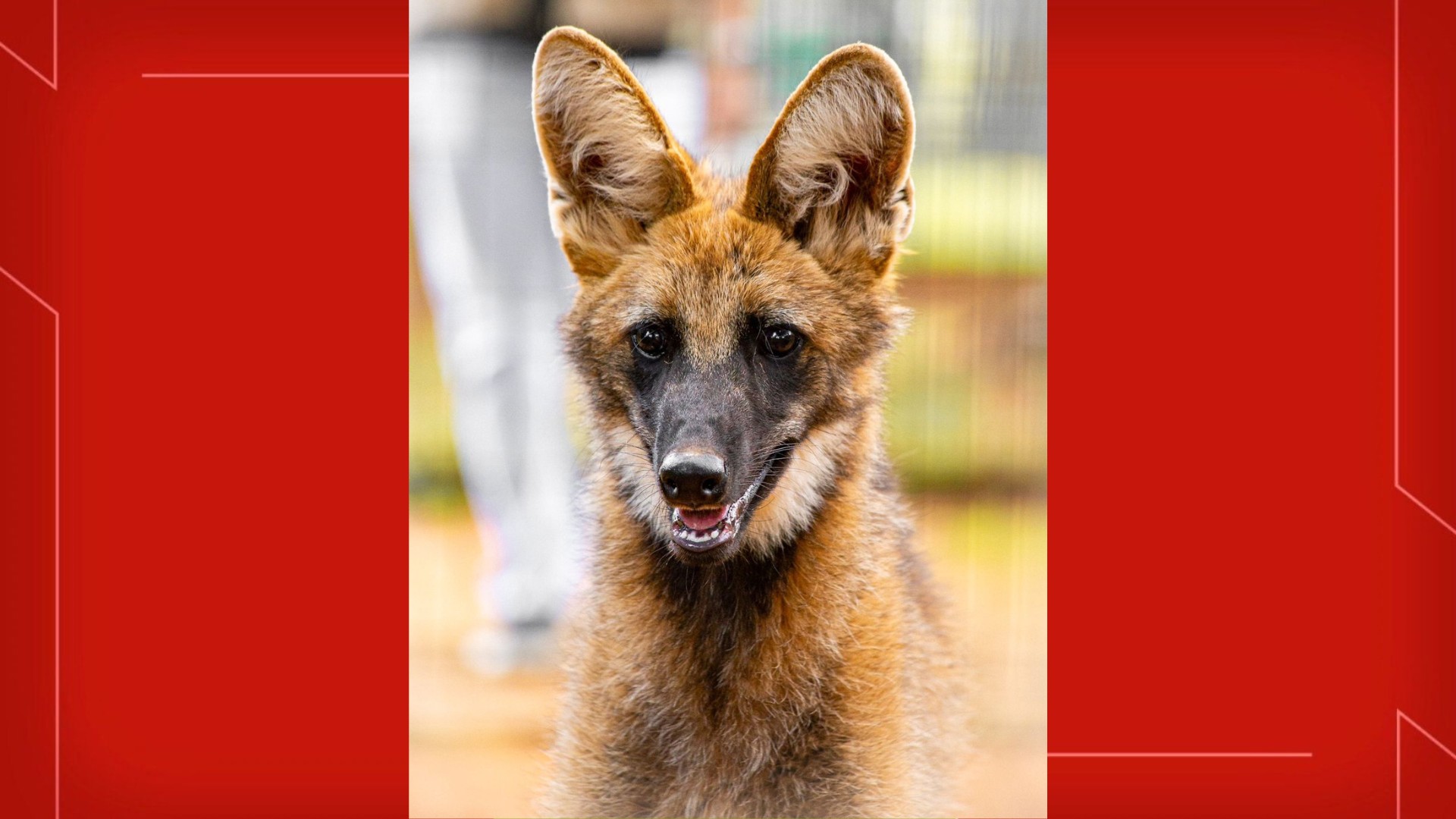 Zoológico de Brasília lamenta morte da loba-guará Atena, mascote da instituição