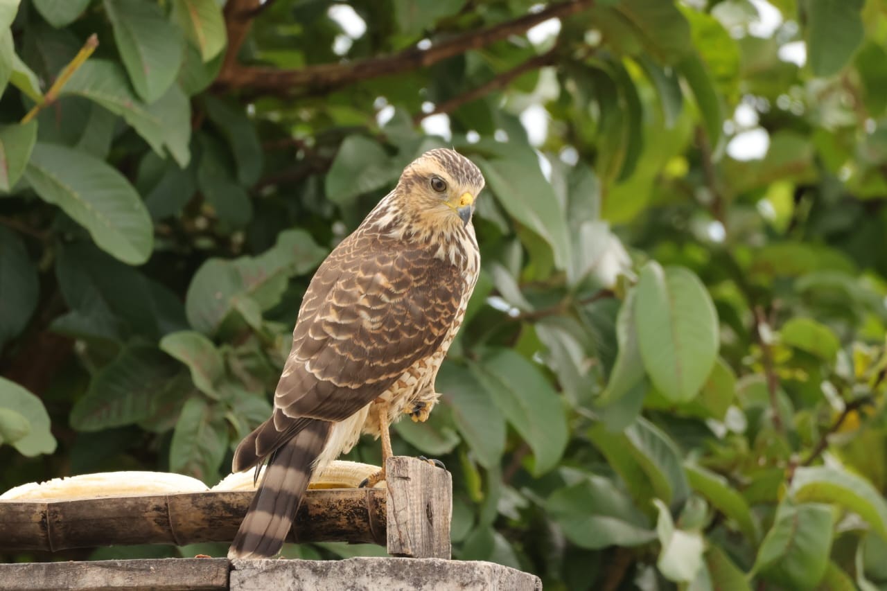 Gavião-carijó visita comedouro de morador e chama atenção pelo comportamento