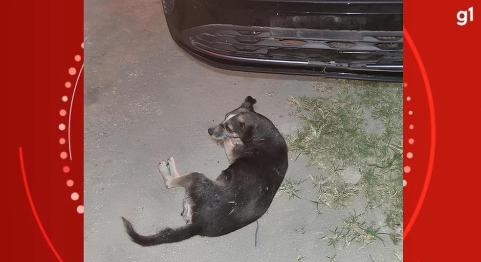 Cadela foi resgatada com vida — Foto: Bruna Guedes