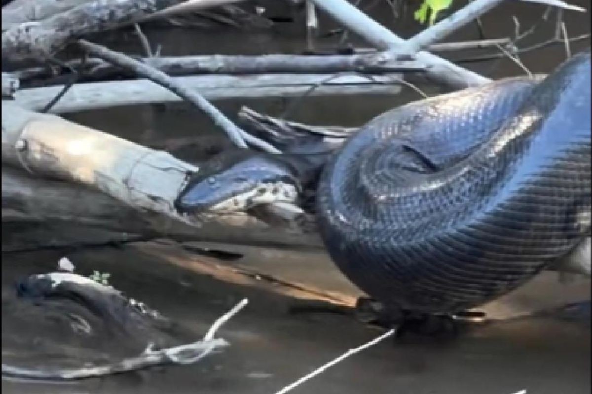 VÍDEO: Sucuri gigante é flagrada 'tomando sol' em rio de MS