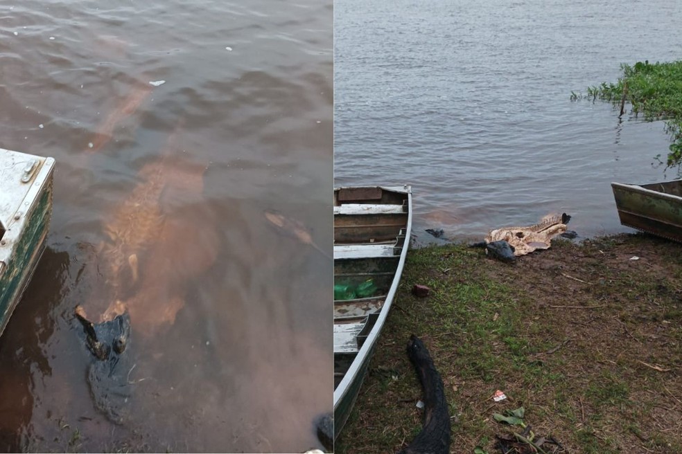 As equipes localizaram carcaças de cerca de seis jacarés de grande porte, abatidos e carneados. Algumas estavam submersas. — Foto: PCMS/Divulgação