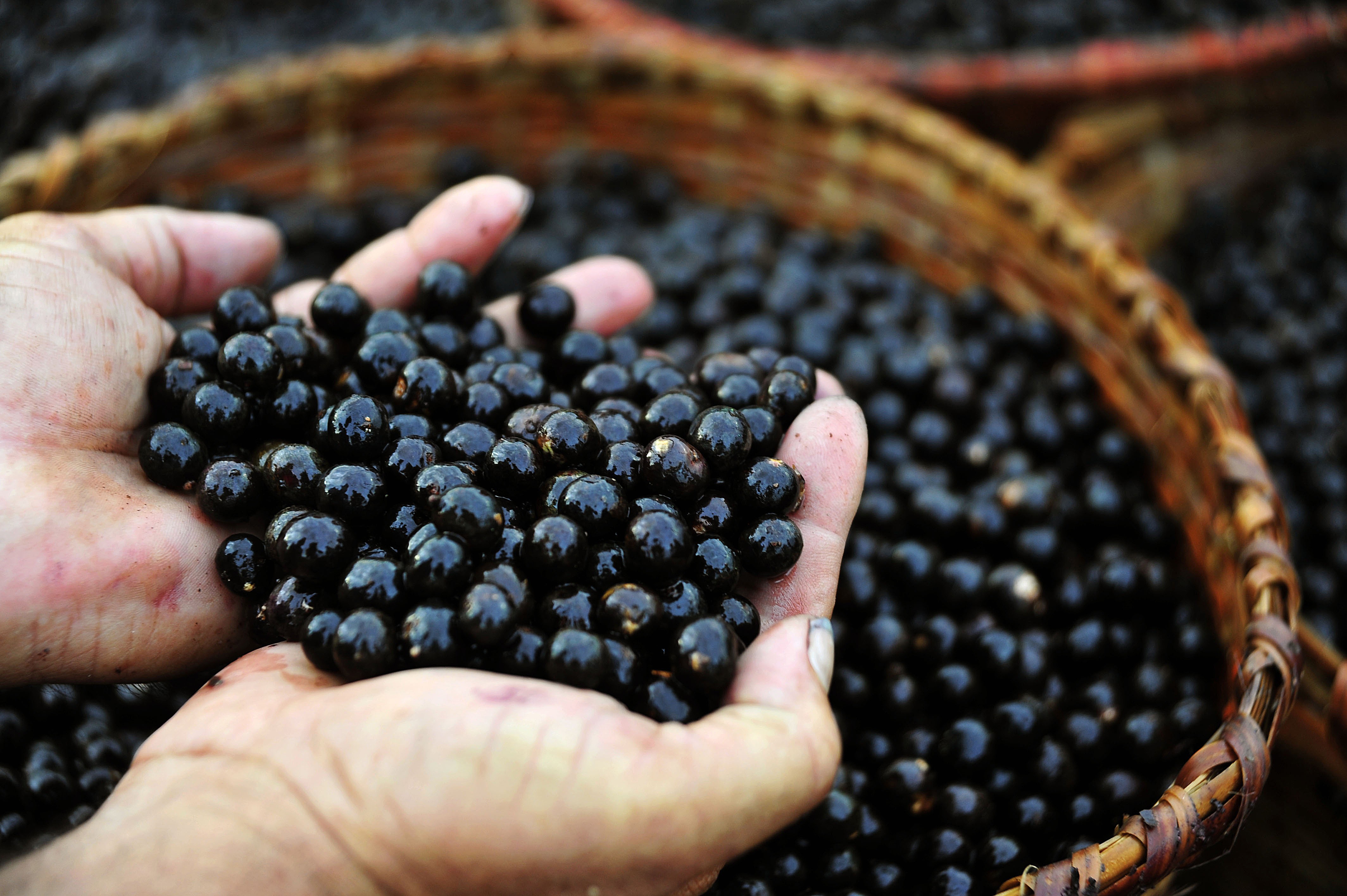 Estudo comprova efeito neuroprotetor do açaí em cérebros adolescentes