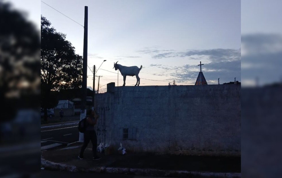 1 de 2
Cabrito fica preso em muro de cemit&eacute;rio e chama aten&ccedil;&atilde;o no interior de SP &mdash; Foto: Assis City/Reprodu&ccedil;&atilde;o