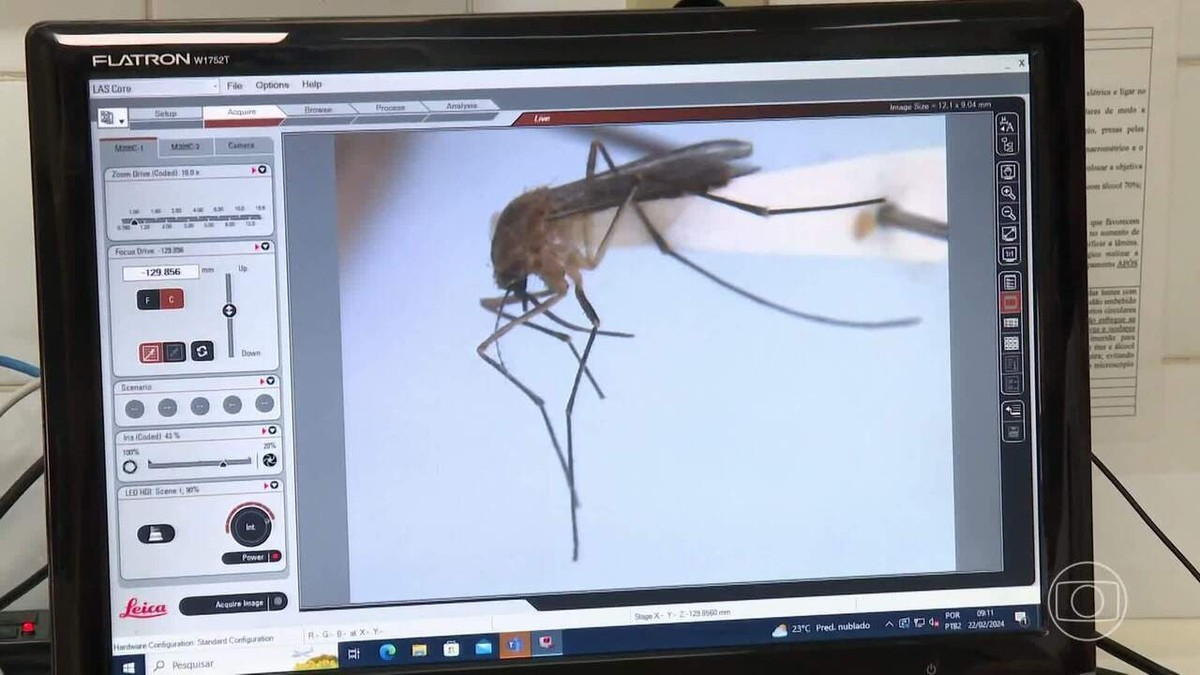 Experto explica las diferencias entre mosquitos y mosquitos del dengue |  periódico nacional