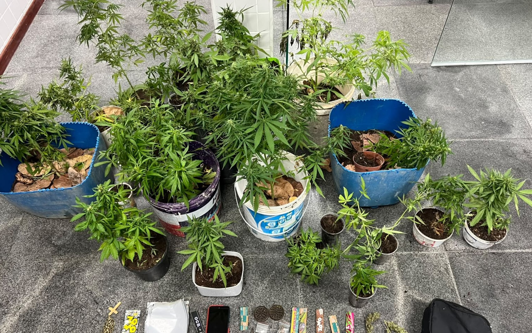 Polícia apreende 27 pés de maconha em casa na Bahia; suspeito confessou cultivo