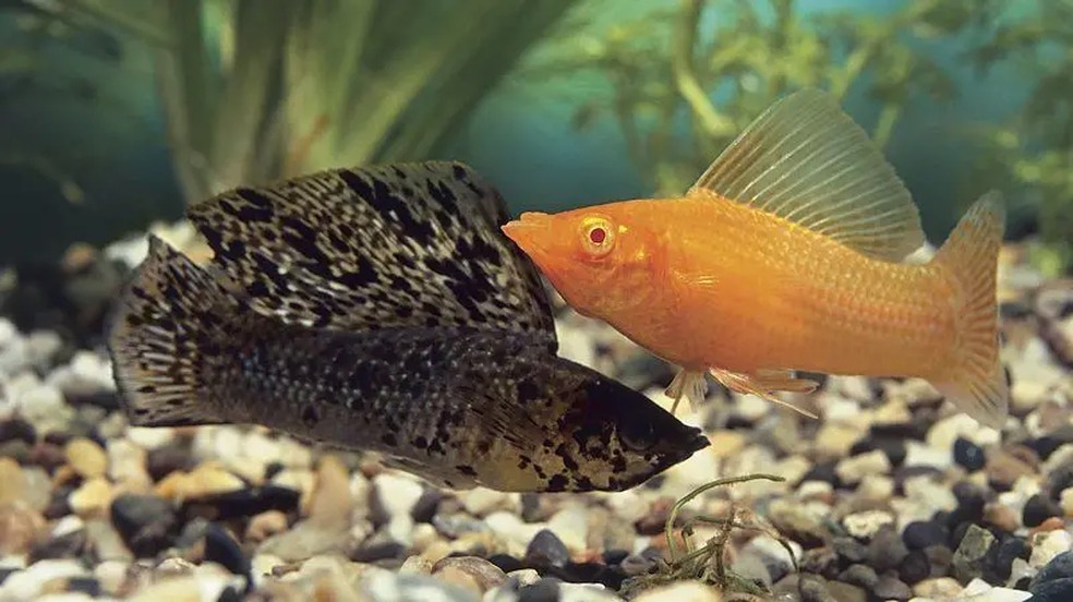 Machos de molinésia-latipina podem fornecer esperma à molinésia-amazona, mas não conseguem transmitir seus genes para os filhotes. — Foto: GETTY IMAGES via BBC