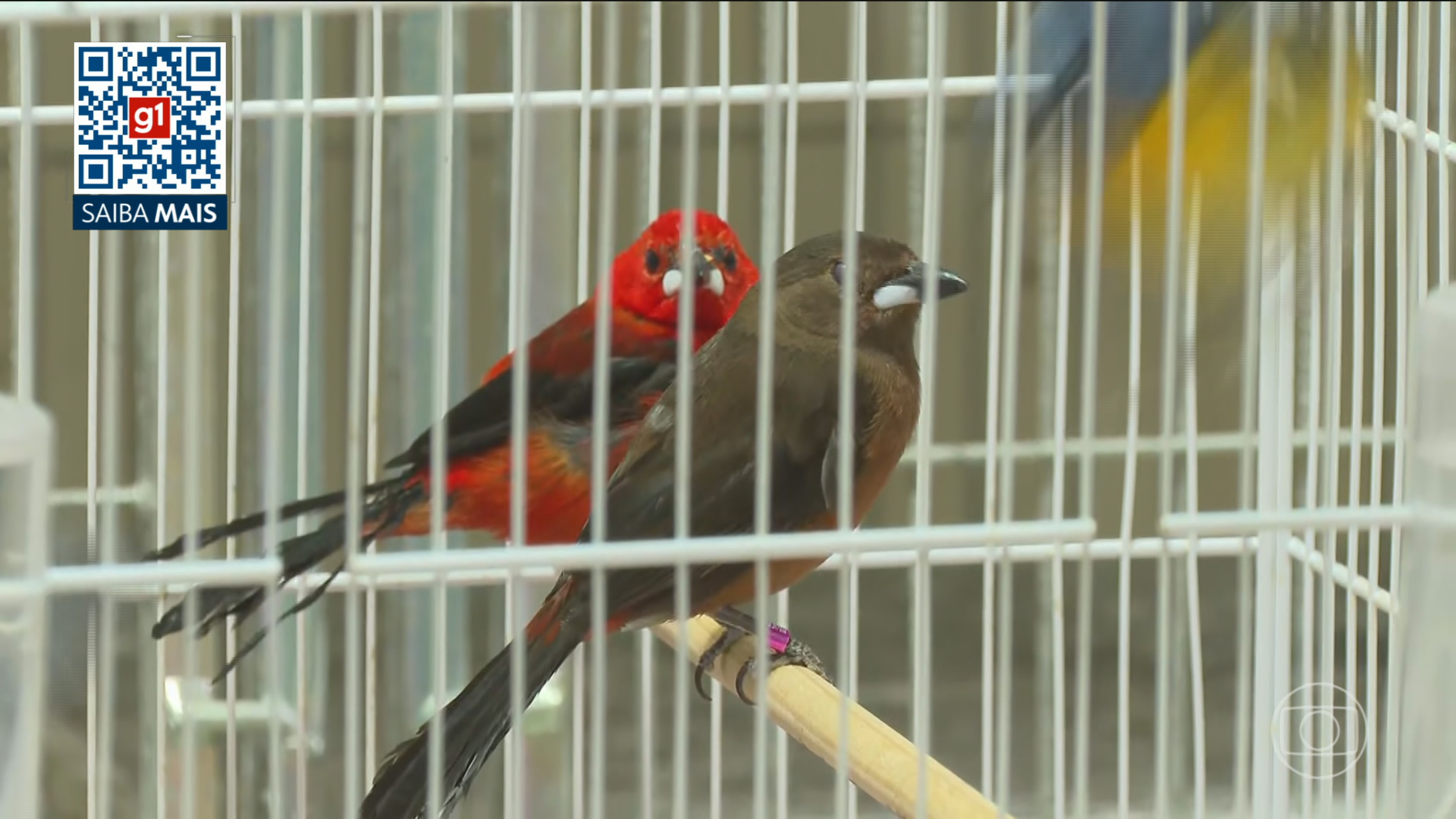 Agentes cumprem 116 mandados de busca e apreensão em 11 estados e resgataram quase 800 animais