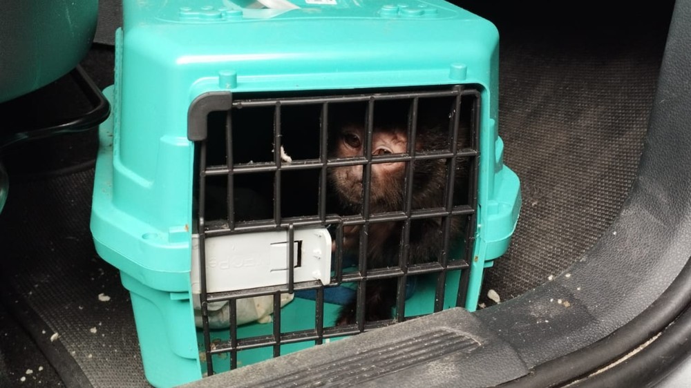 Macaco-prego é resgatado de jaula durante abordagem a carro roubado em MG