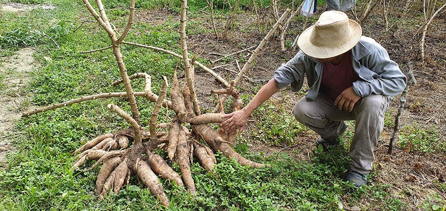 BRS Jacundá: nova mandioca promete triplicar produção no Amazonas, diz Embrapa