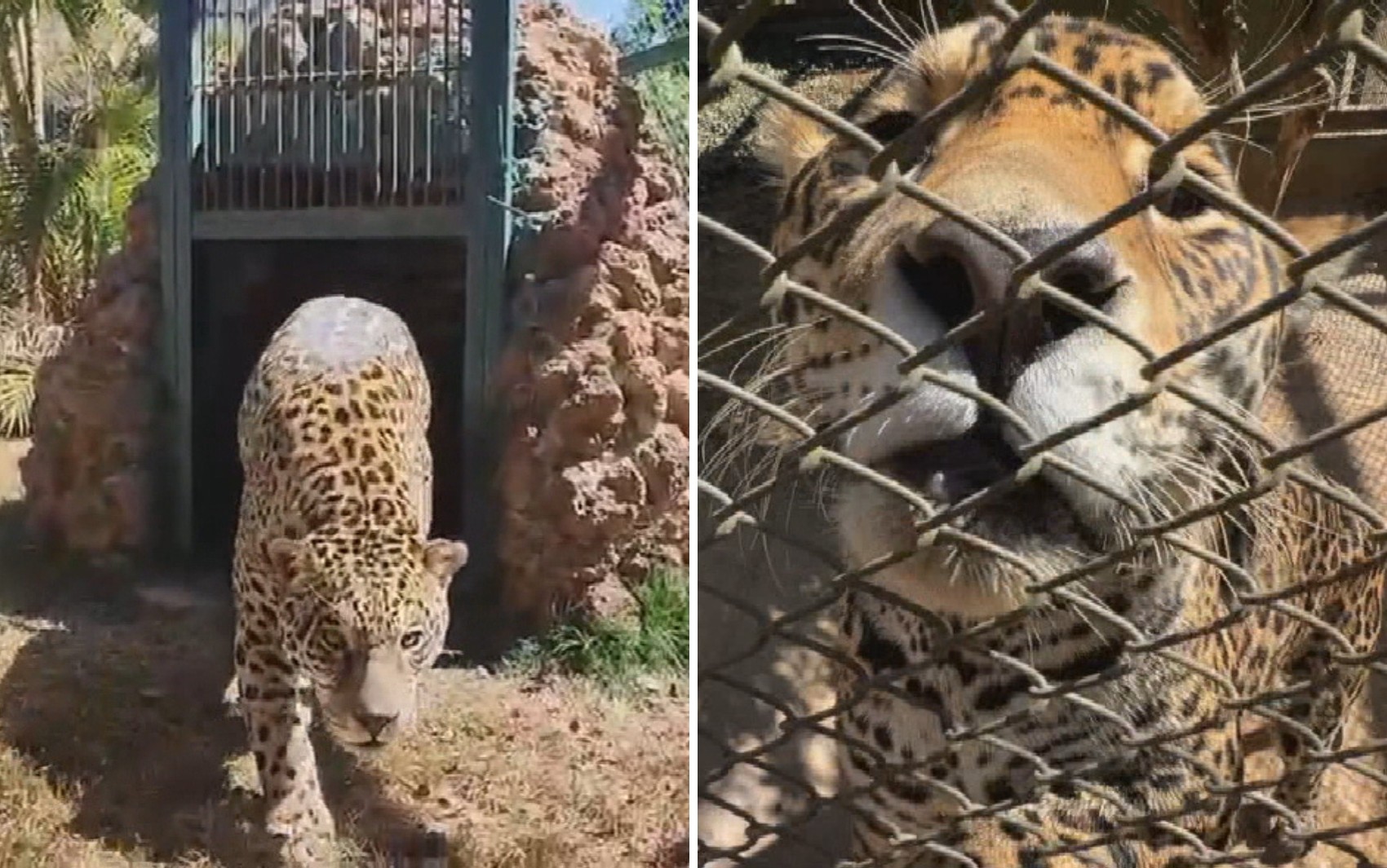 Mais de 20 onças e cachoeira: santuário de animais em Goiás abre as portas para visitação