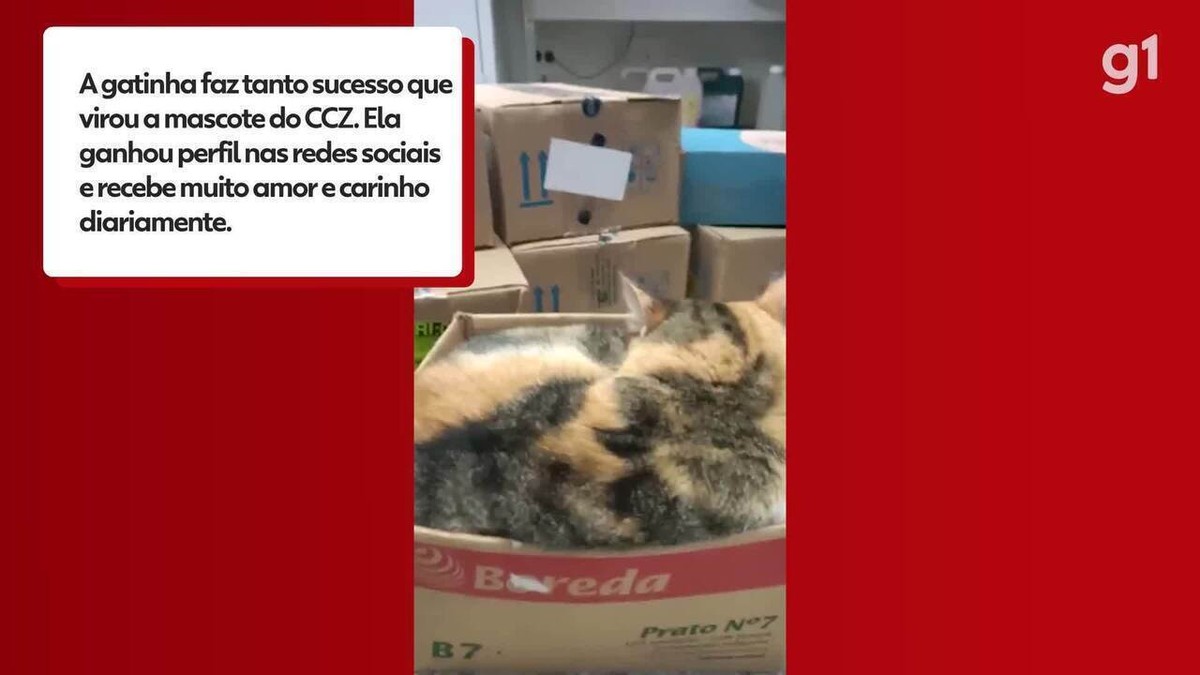 Pense o Amanhã: Jogo de Cercar o Gato