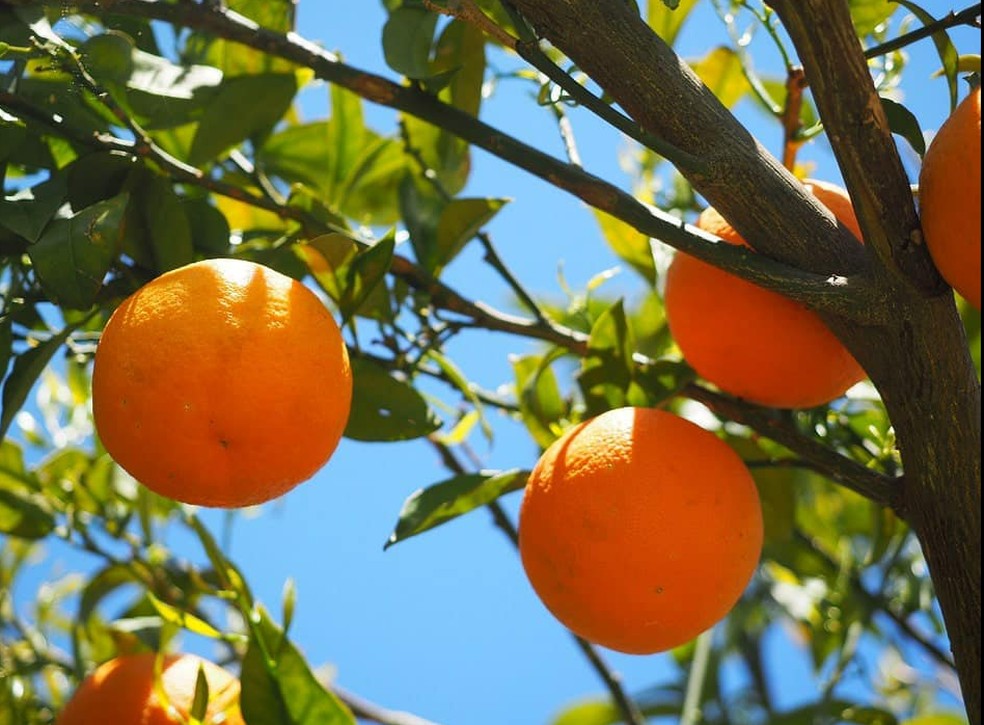 Portokalia maleme chanion kritis são um tipo de laranjas gregas — Foto: Reprodução/Φρουταγορά Βασιλάκη