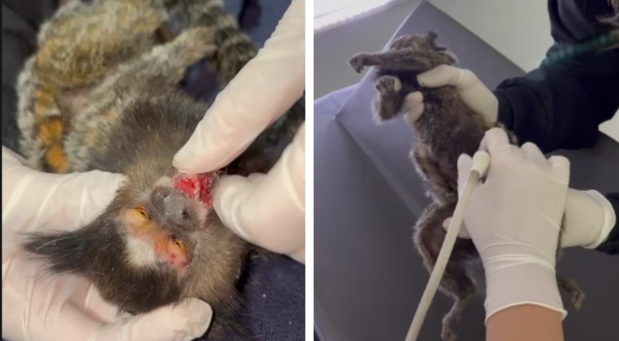 VÍDEO: sagui é resgatado e passa por exames de emergência após ser atropelado em Votorantim