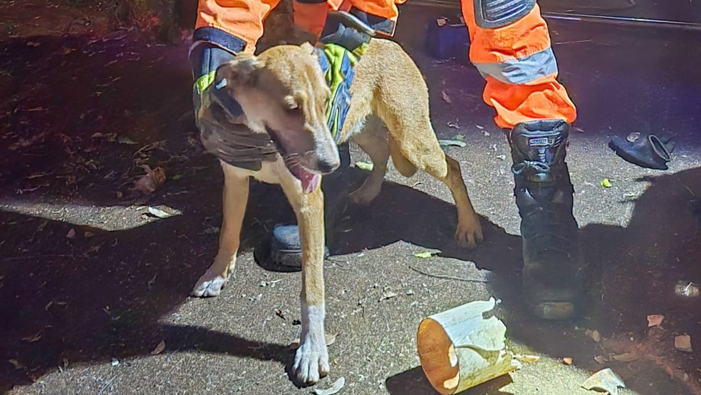 Cachorro caramelo prende a cabeça em cano de muro e mobiliza resgate dos bombeiros em MG — Foto: Corpo de Bombeiros/Divulgação