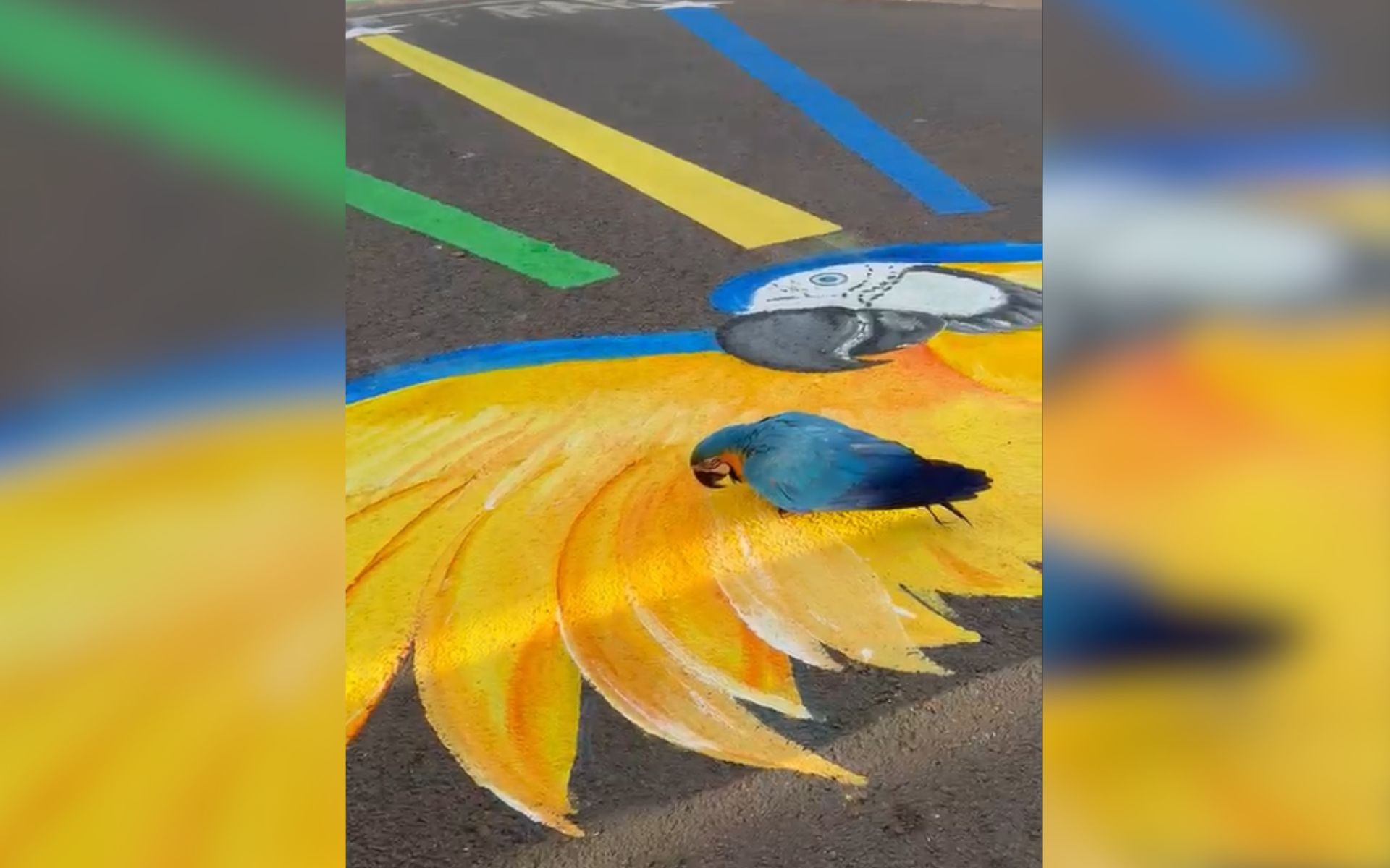 Comerciante registra arara-canindé 'passeando' por cima de desenho em homenagem à ave: 'Foi lindo ver'