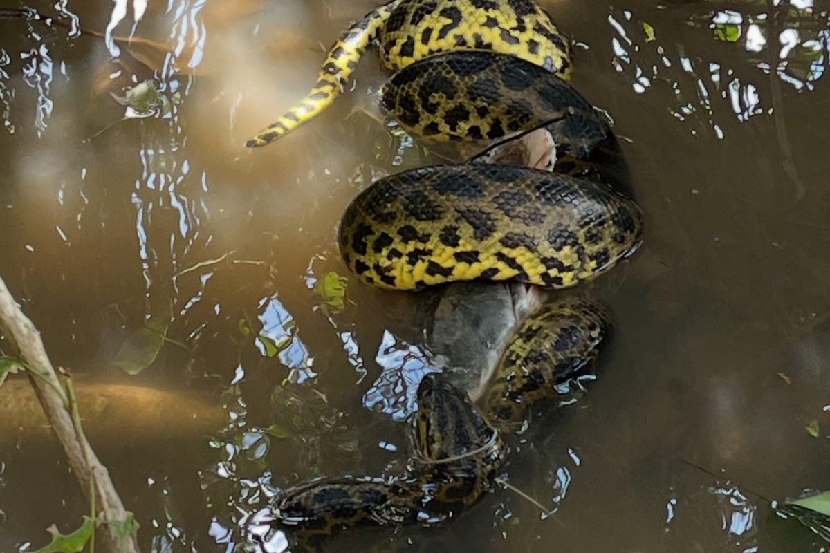 Sucuri é flagrada devorando carcaça de pintado em rio do Pantanal de MS