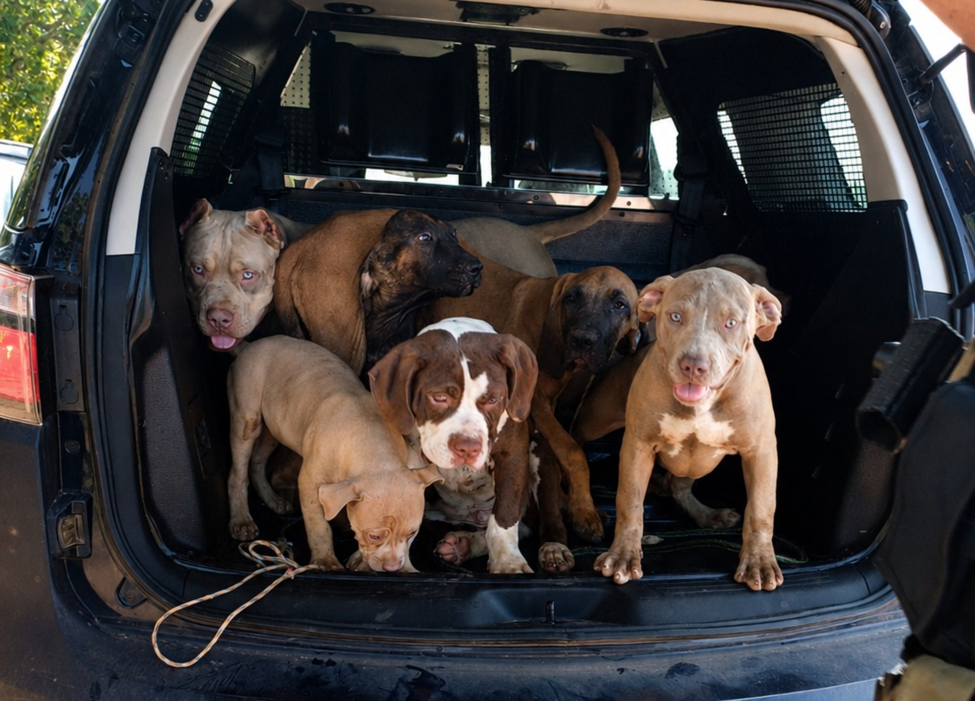 Sete cães são resgatados após serem encontrados amarrados e sem água dentro de carro em RR