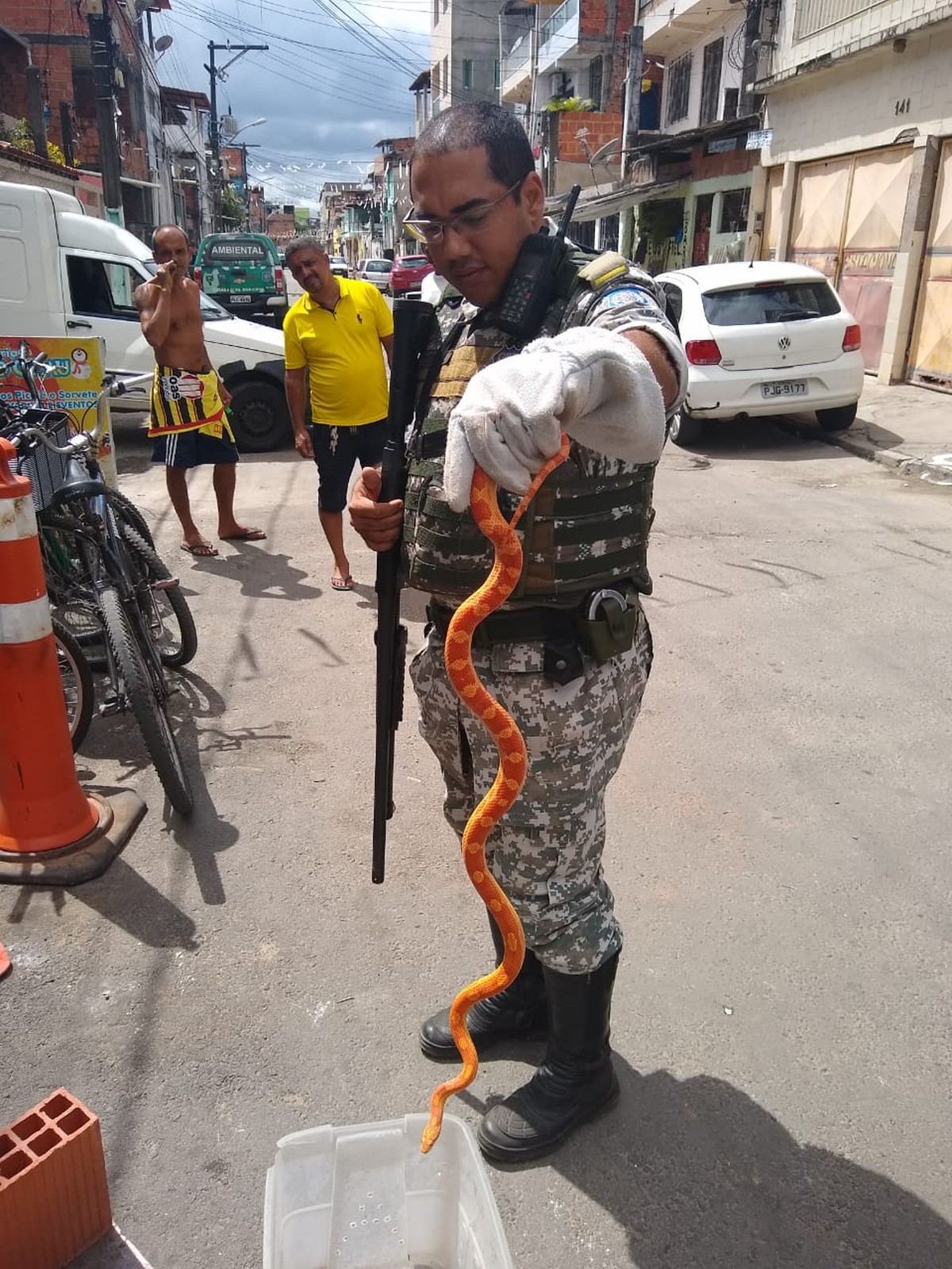 Cobra mais venenosa do Brasil é resgatada pela GCM no litoral de SP, Santos  e Região, jogos da cobra do brasil