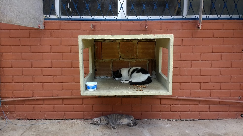 gato1