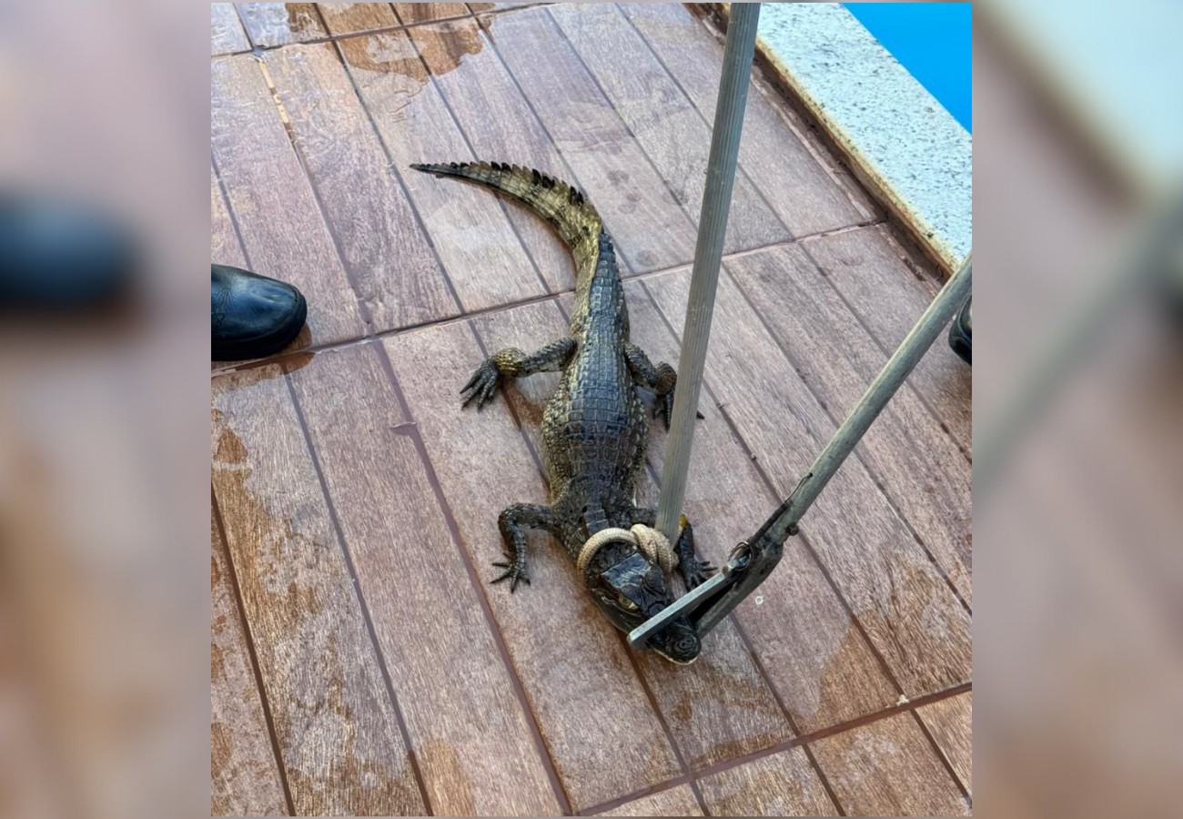 Filhote de jacaré é encontrado em piscina, resgatado e devolvido à natureza; vídeo