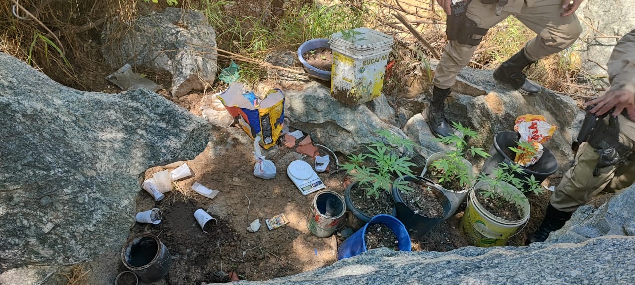 Fotos de plantação de maconha em celular de jovem levam a PM a apreender grande quantidade de drogas em Espinosa | Grande Minas