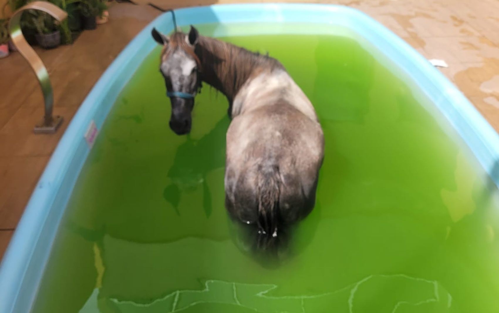 Égua cai dentro de piscina na Barra dos Coqueiros