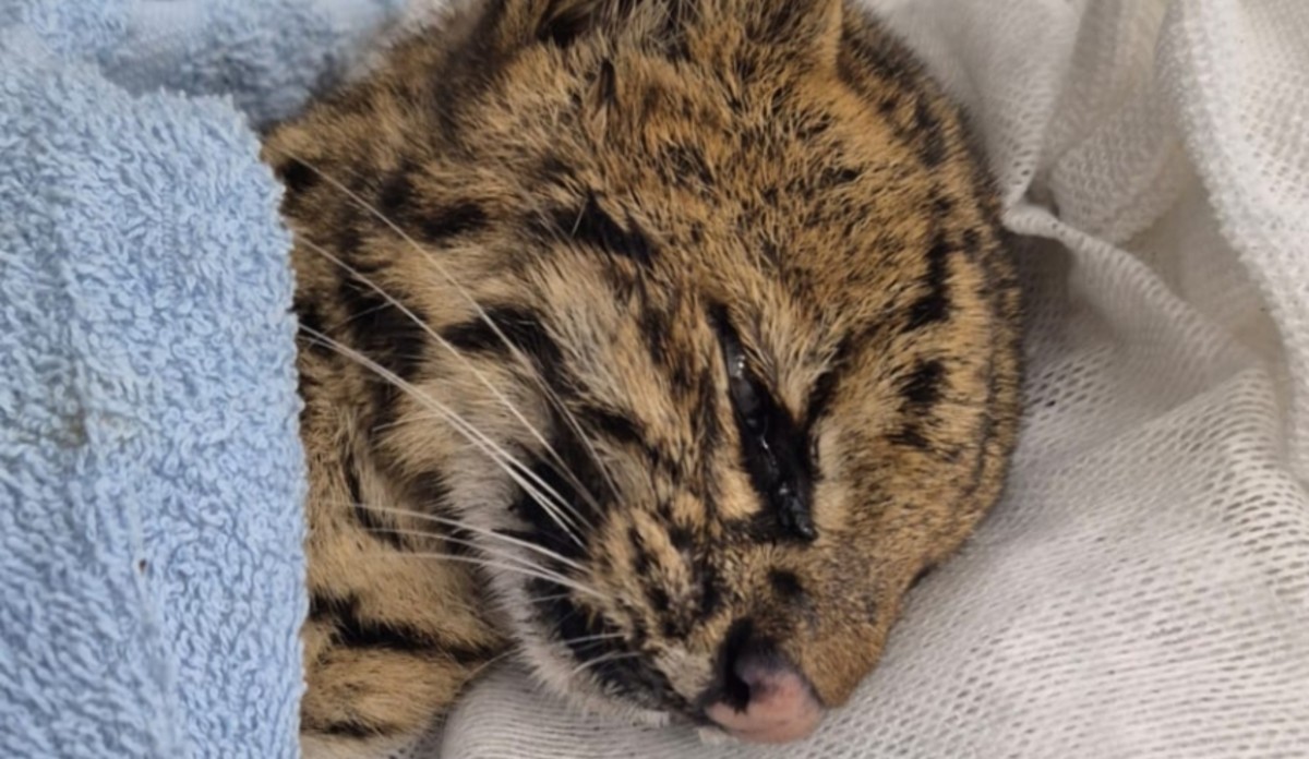 Morre gato-do-mato resgatado em terreno em Mogi das Cruzes