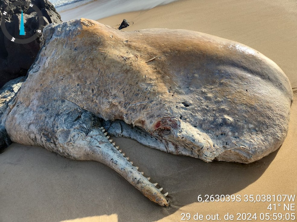 Carcaça de animal encontrado na região da praia de Pipa nesta terça (29) — Foto: Cemam/Cedida