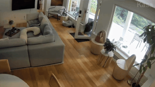 Cãozinho Lulu da Pomerânia expulsa urso de casa no Canadá