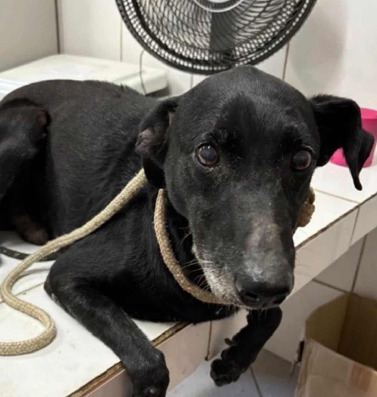 Em menos de 24 horas, denúncias de maus-tratos levam ao resgate de três cães em Juiz de Fora