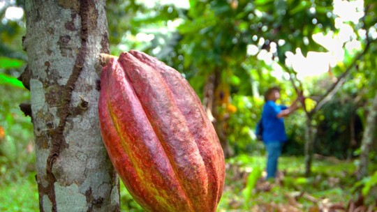 O que faz um fruticultor? Entenda profissão e como se formar na área em Rondônia