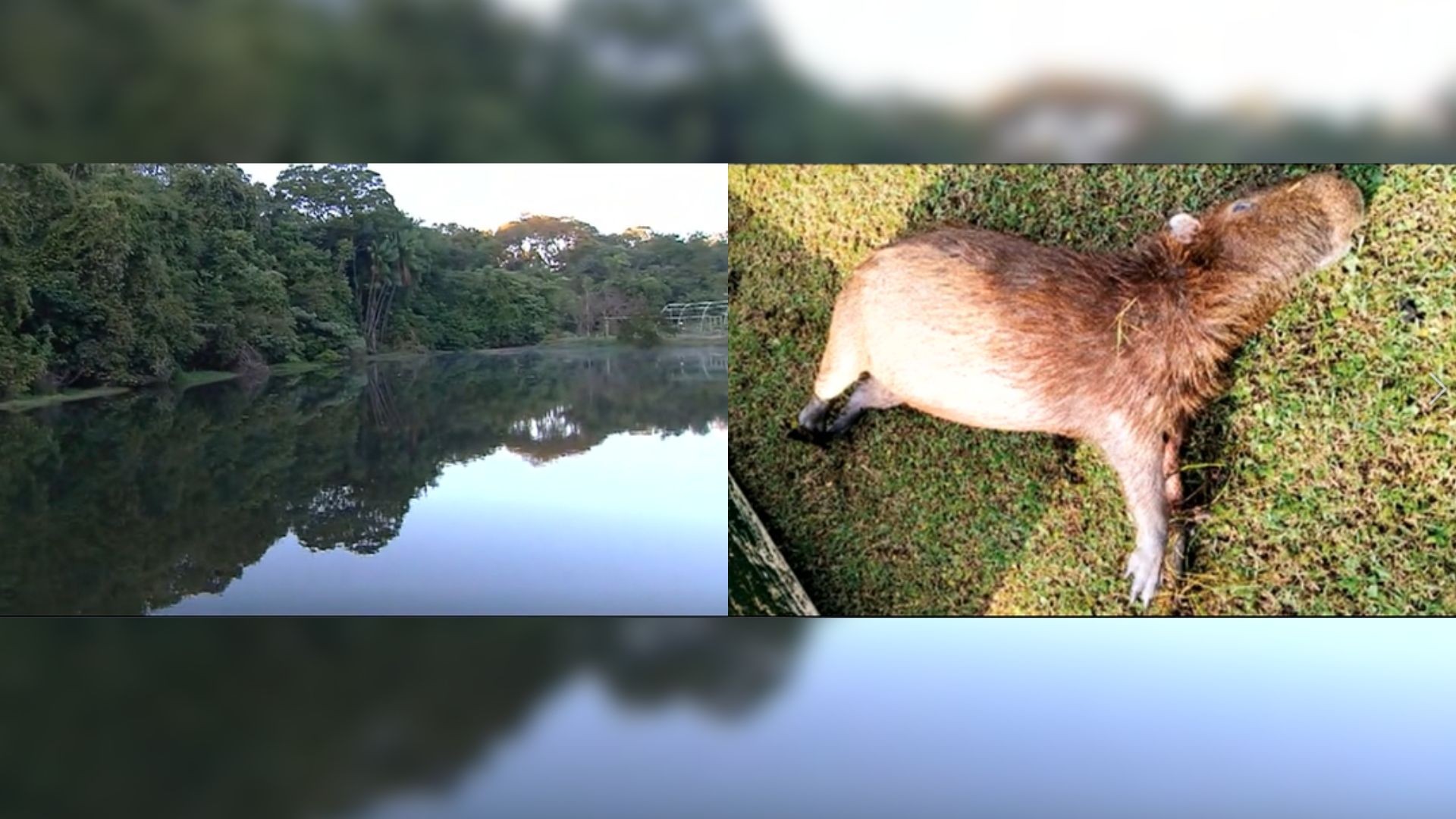Capivaras são achadas mortas no lago do Jardim Botânico