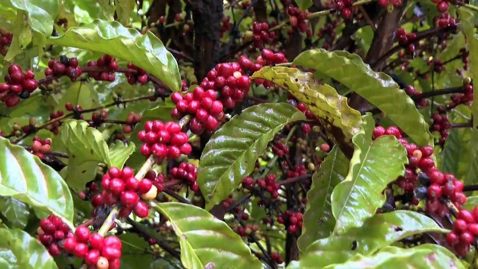 Espírito Santo responde por cerca de 70% da produção nacional de café conilon — Foto: TV Gazeta