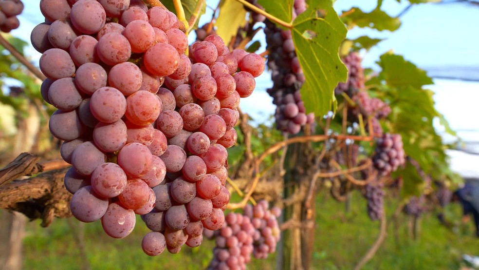 Uvas precisam ser colhidas maduras para que a uva-passa tenha qualidade. — Foto: TV TEM