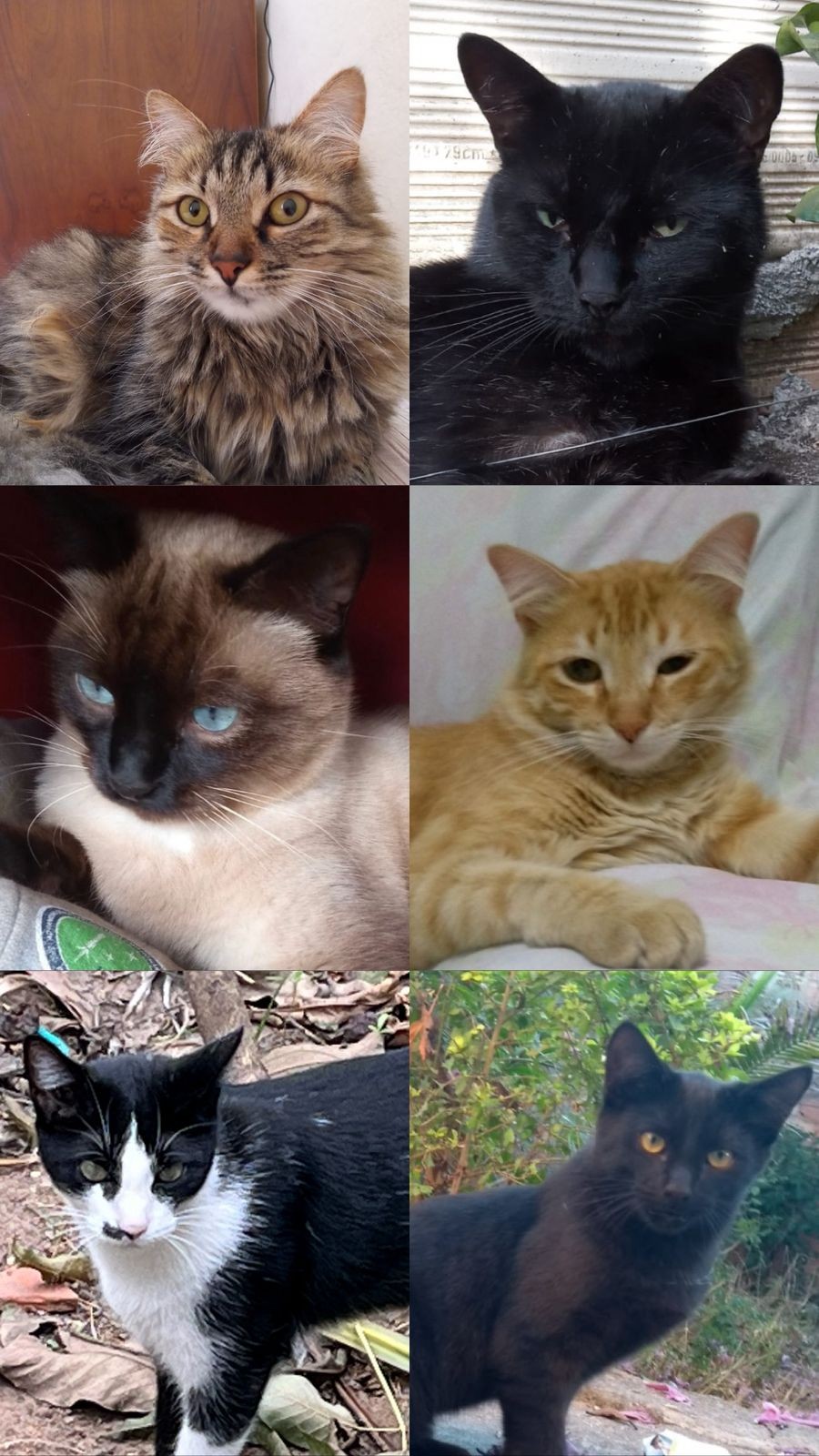 Moradores denunciam suposto envenenamento na Grande BH após morte de seis gatos e uma internação