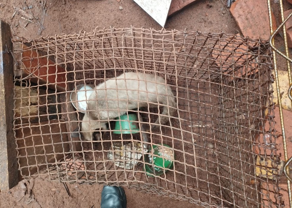 Gata foi colocada em gaiola após atacar frangos em Rosana (SP) — Foto: Polícia Militar Ambiental