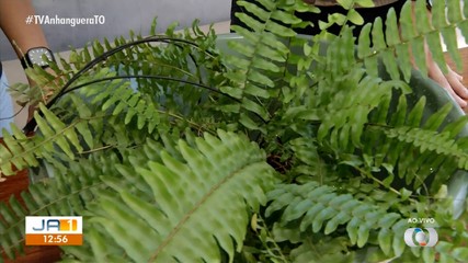 Saiba o que fazer para recuperar as plantas que começam a amarelar