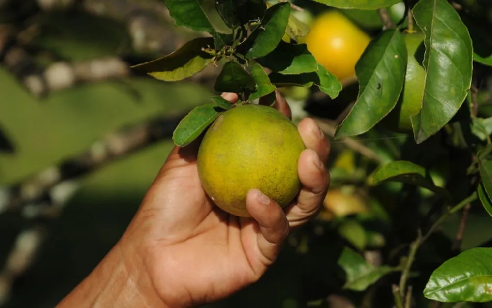 Terra, clima e logística: os motivos do avanço da produção de fruta queridinha em MS