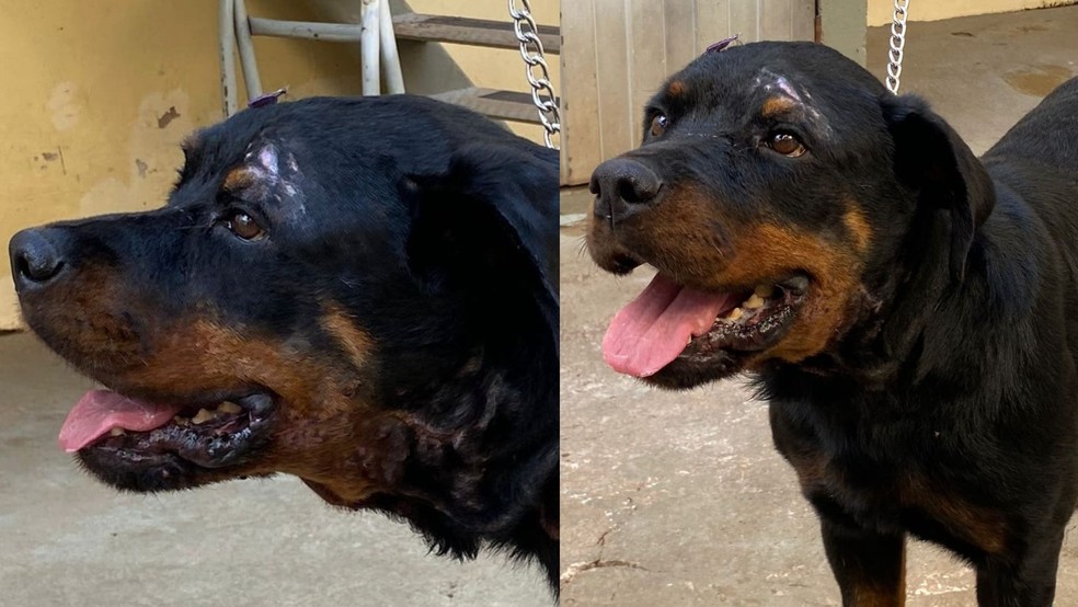 Animal precisou passar por cirurgia de reconstrução facial — Foto: Centro Veterinário Animais & Cia/Divulgação