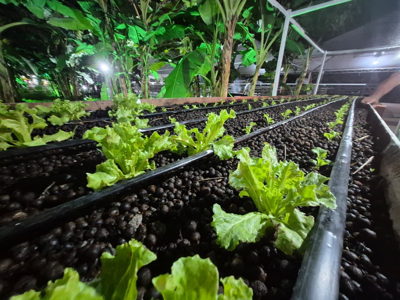 Cultivo de alface em areia e em caroços de açaí é testado como alternativa sustentável no AP