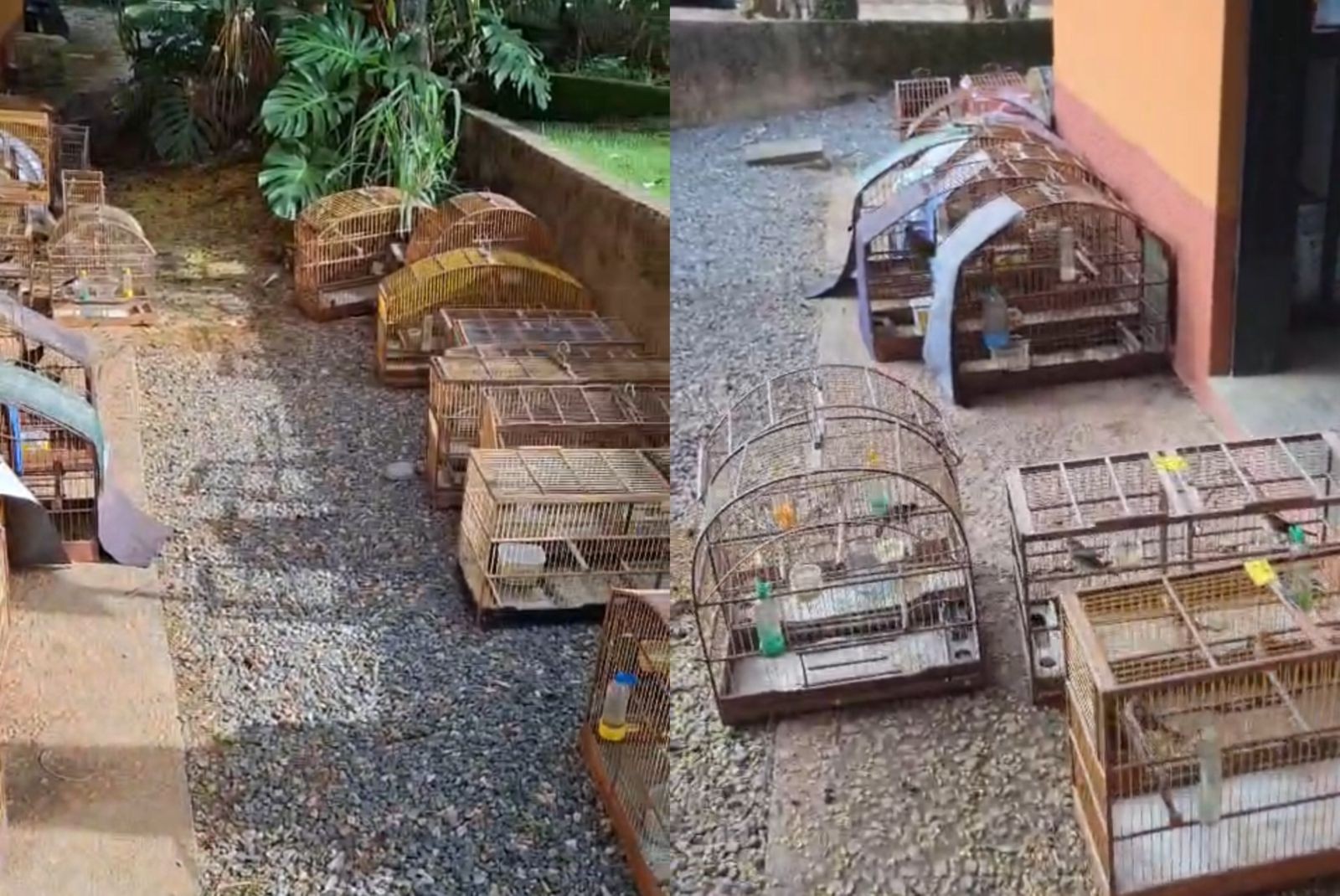 Mais de 100 aves silvestres são resgatadas de cativeiro irregular em Várzea Paulista