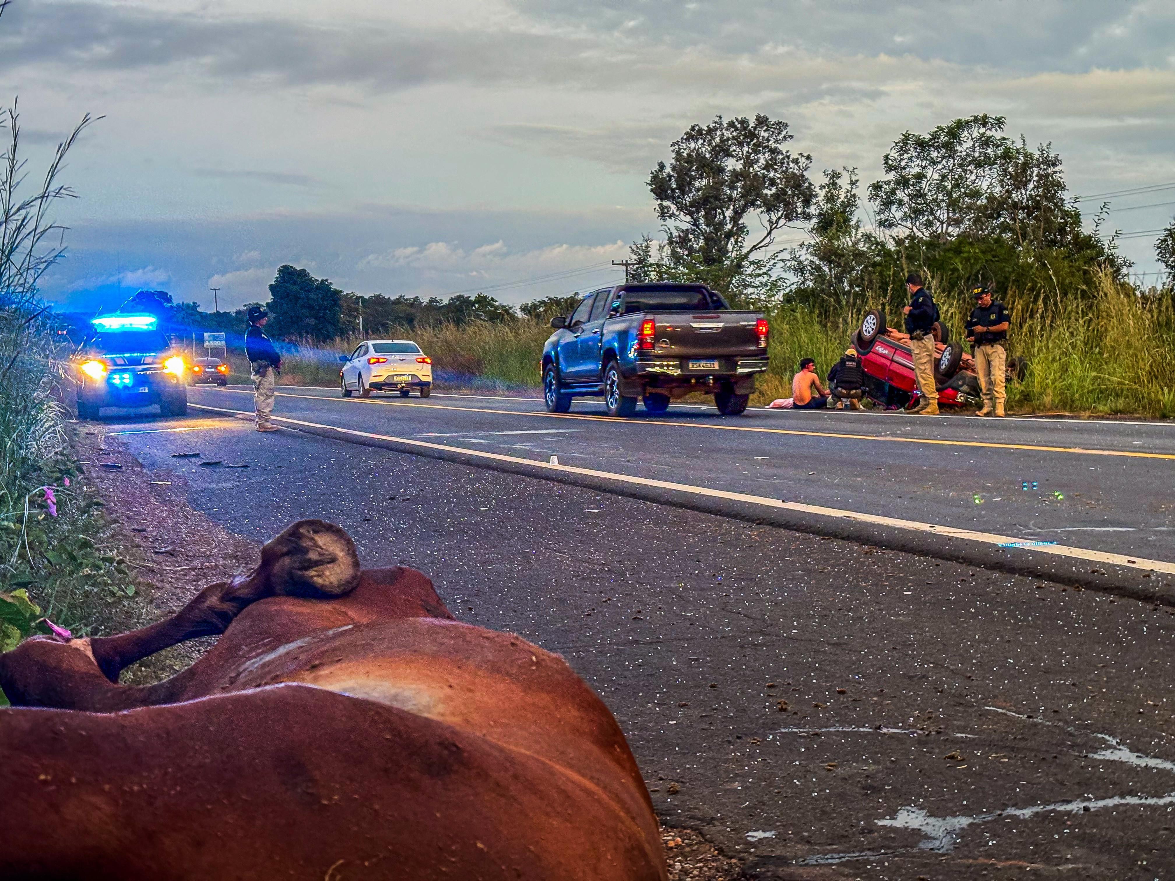 Casal fica gravemente ferido e cavalo morre após colisão entre carro e animais na BR-343 no Piauí