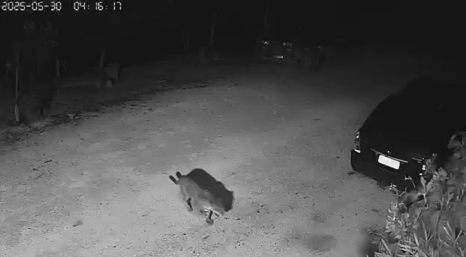 Onça-pintada é flagrada em visita inusitada rondando casas em MS; veja vídeo