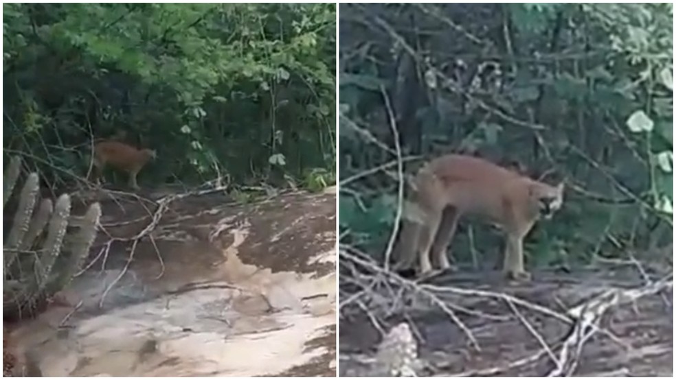 Homem fica a cara com onça-parda durante caminhada em área de mata em Poranga (CE) — Foto: Reprodução