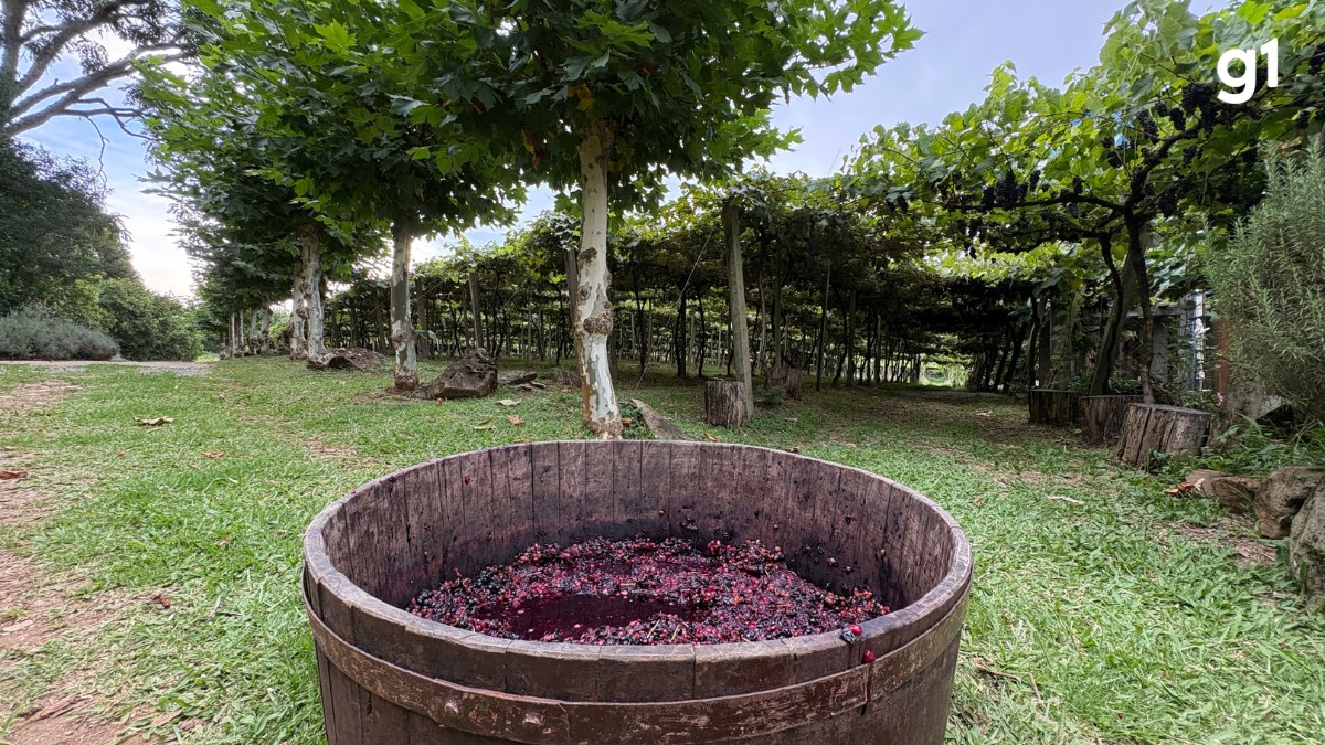 Além da pisa da uva: vindima em Gramado tem até som de violino nos parreirais