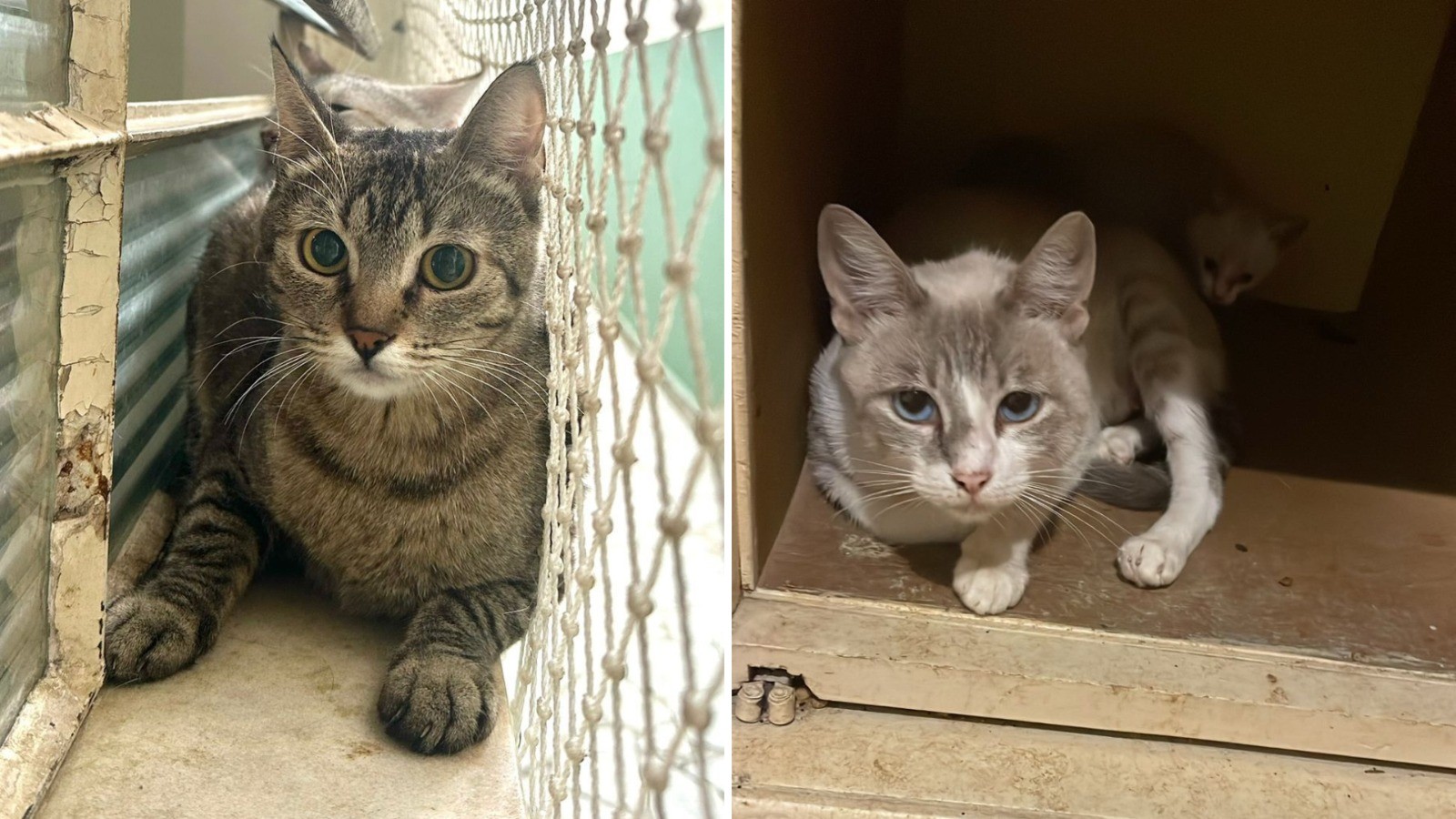 Abrigo de gatos é furtado em Sorocaba e animais fogem após invasão