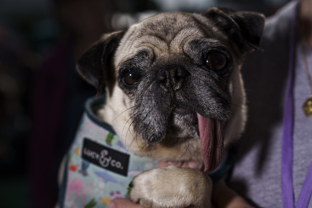 A pug Jinny Lu concorreu na edição 2023 do Cão Mais Feio do Mundo, na Califórnia — Foto: Philip Pacheco/AFP