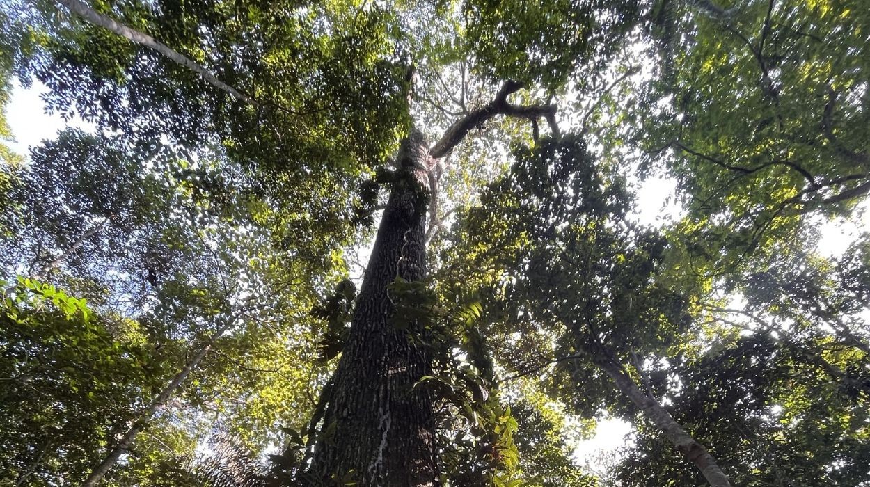 Quais são as 18 árvores que sustentam a Amazônia na luta contra o aquecimento global